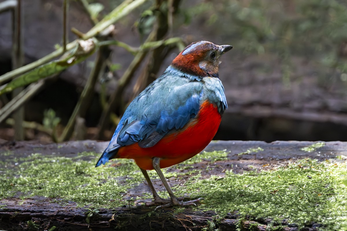 Sulawesi Pitta (Sulawesi) - ML641898414
