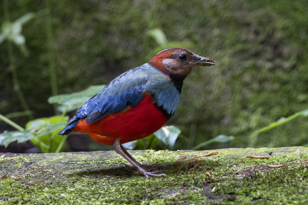 Sulawesi Pitta (Sulawesi) - ML641898415