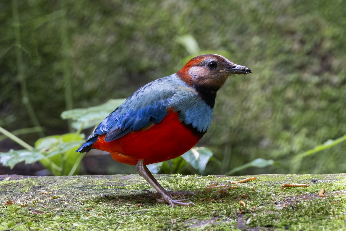 Sulawesi Pitta (Sulawesi) - ML641898416