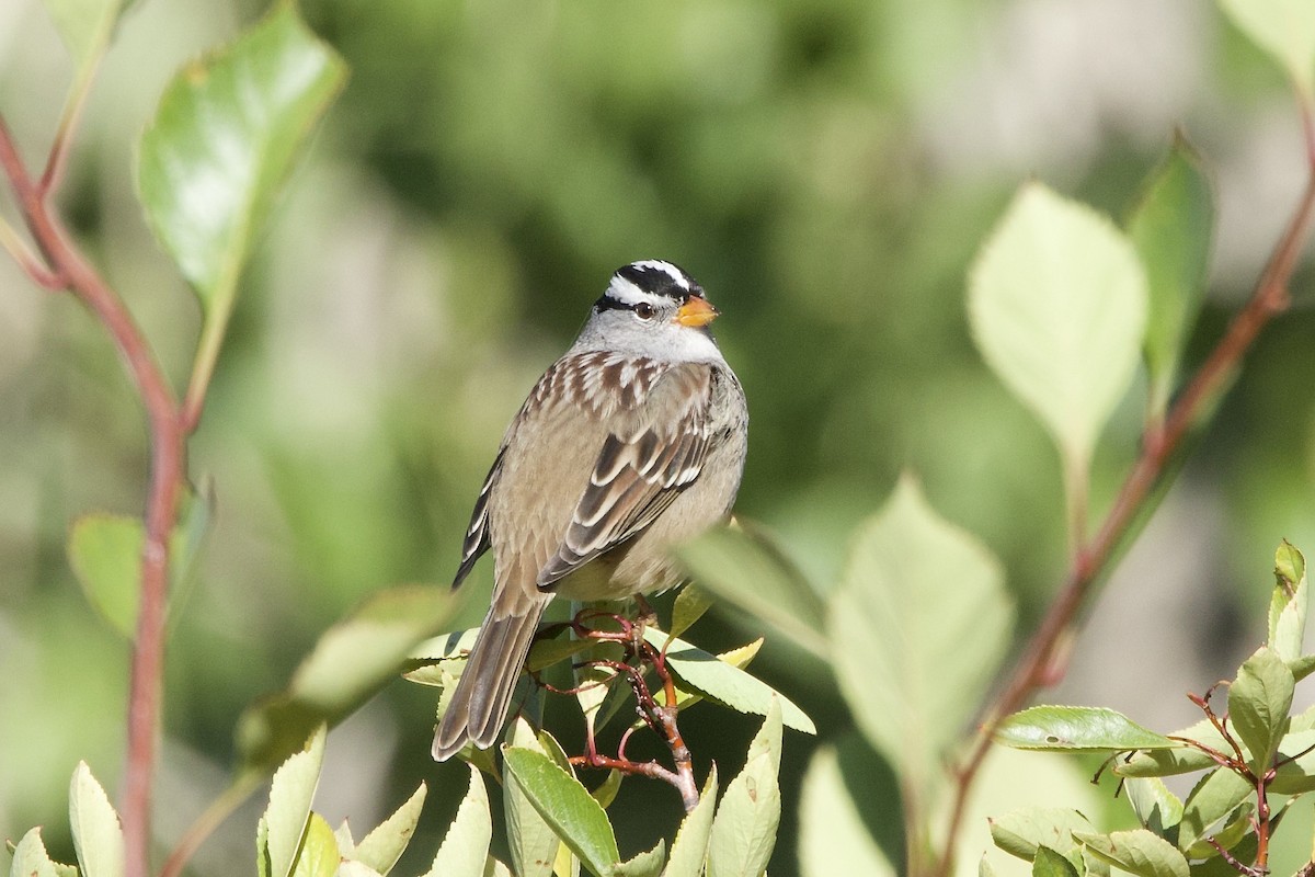 White-crowned Sparrow (Gambel's) - ML641898434