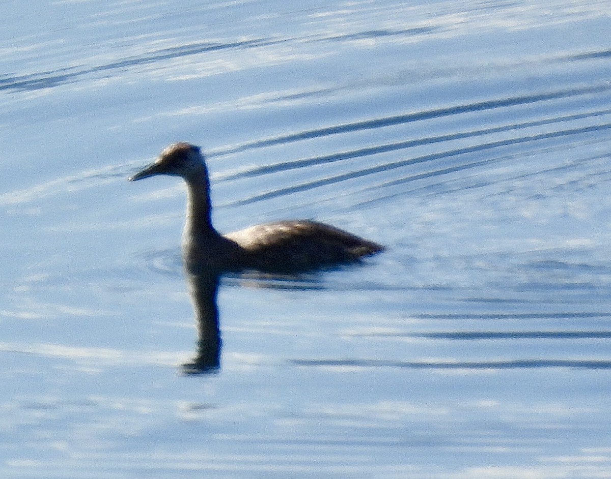 Red-necked Grebe - ML641898492
