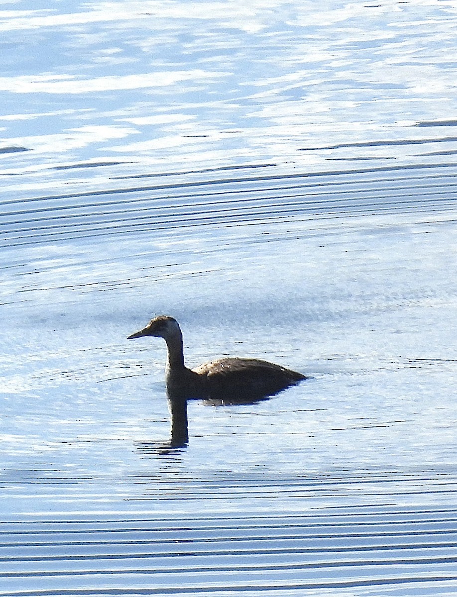 Red-necked Grebe - ML641898493