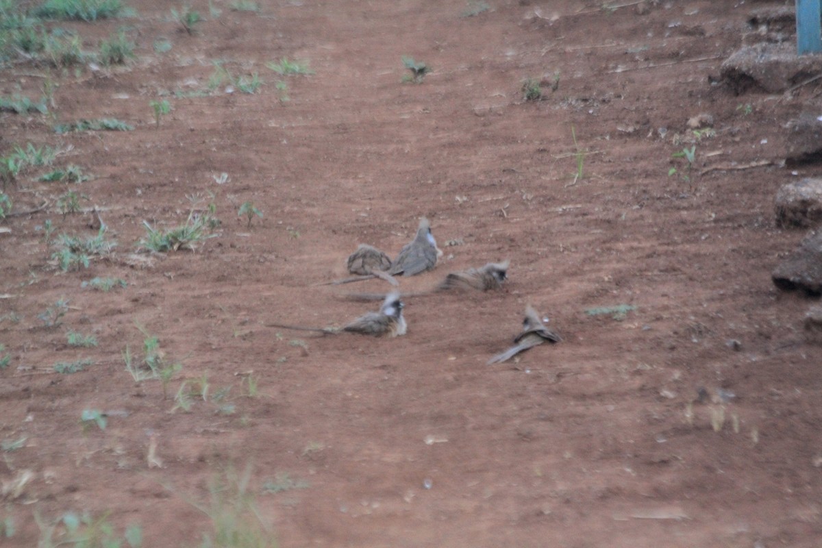 Speckled Mousebird - ML641898506