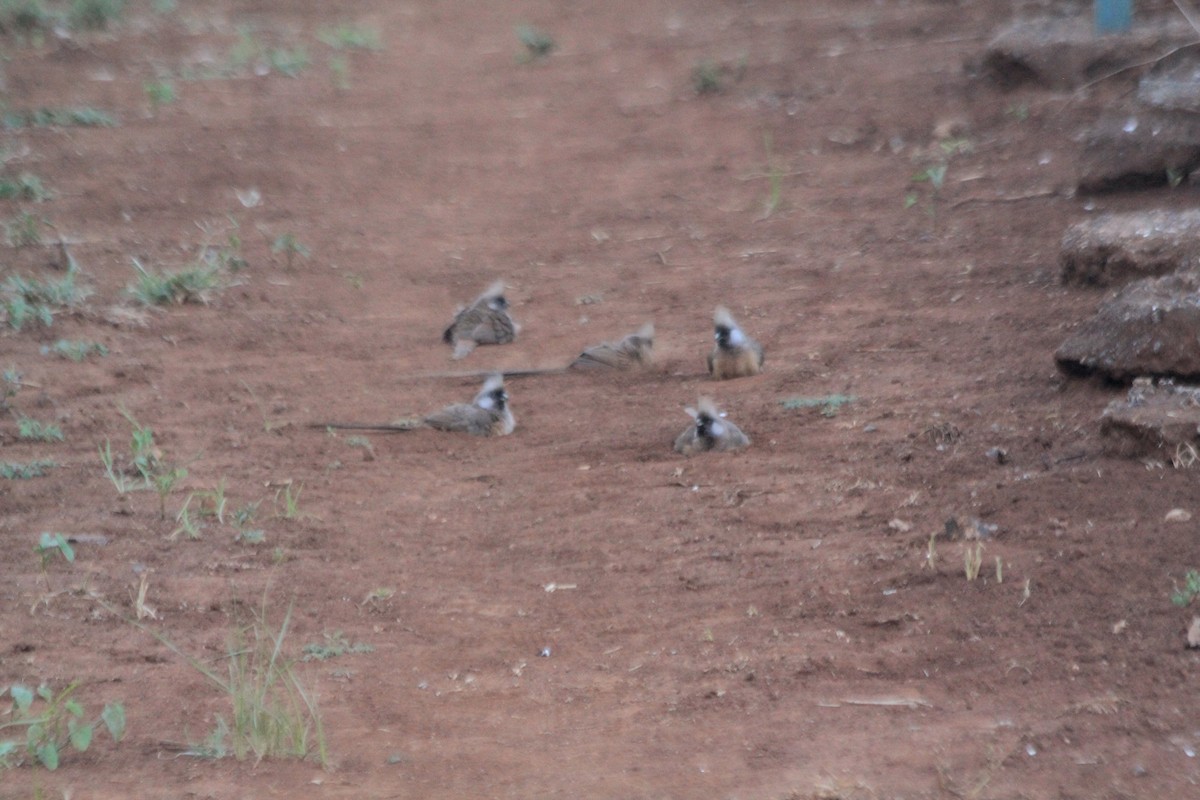Speckled Mousebird - ML641898510
