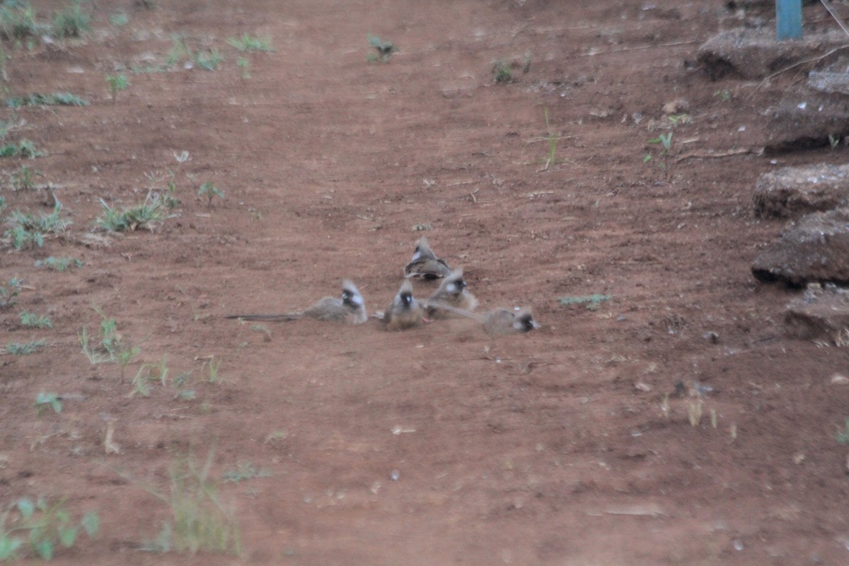 Speckled Mousebird - ML641898512