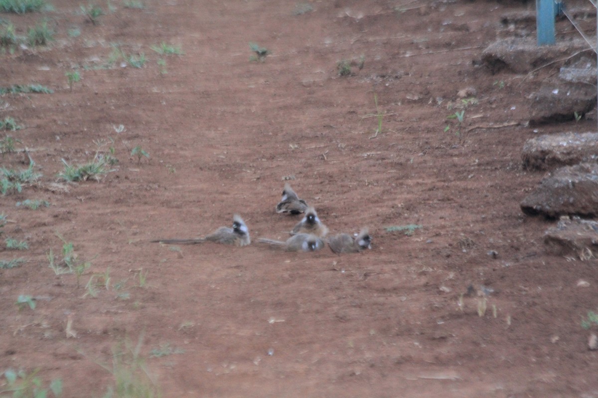 Speckled Mousebird - ML641898514