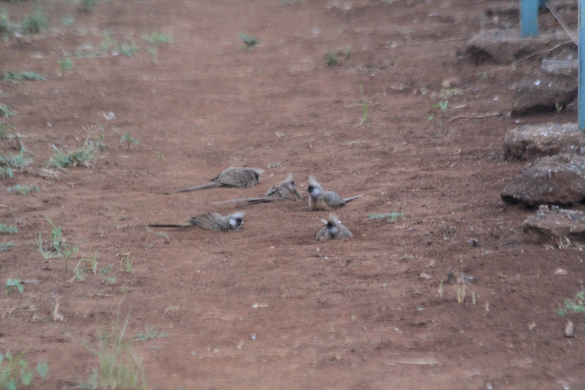 Speckled Mousebird - ML641898515