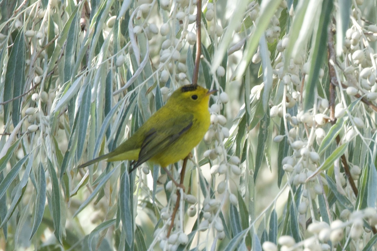 Wilson's Warbler - ML641898518