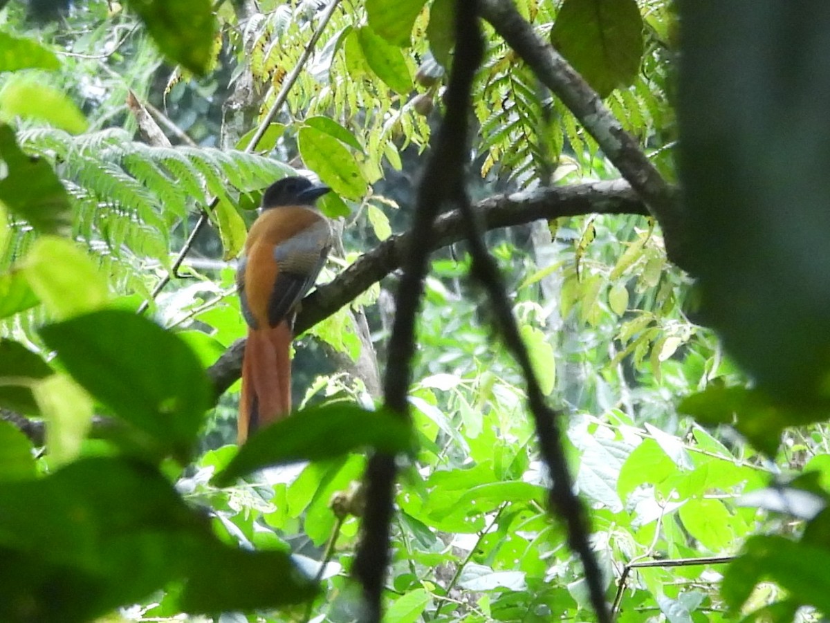 Malabar Trogon - ML641898548