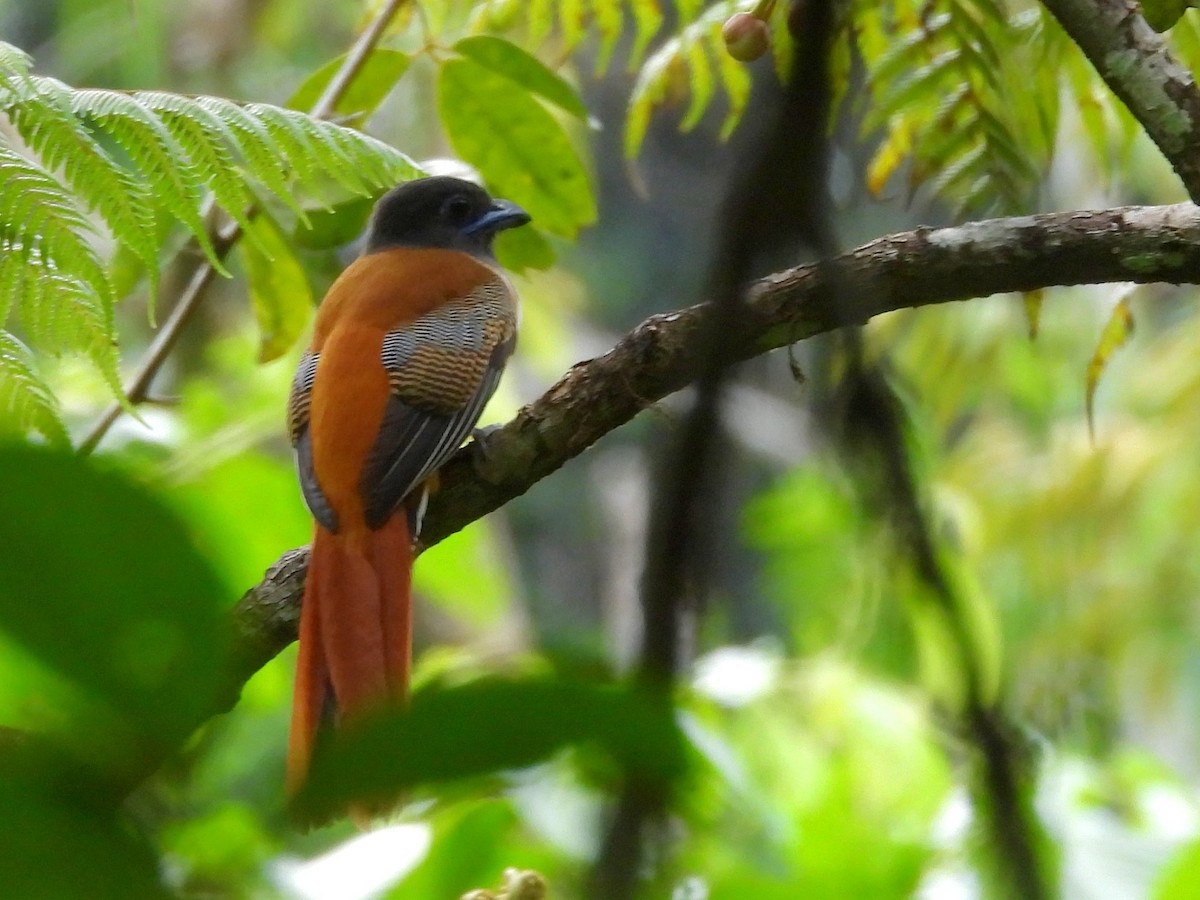 Malabar Trogon - ML641898549