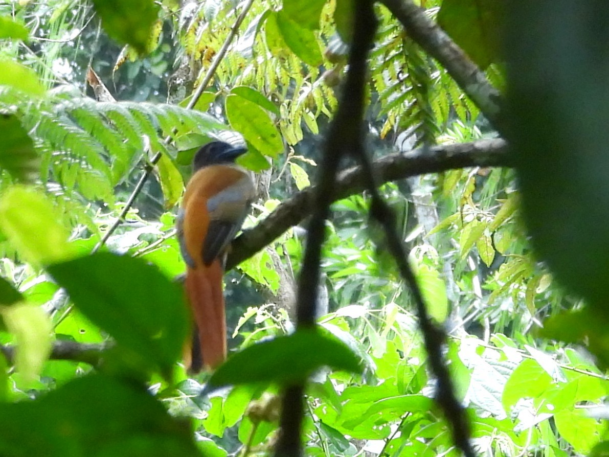 Malabar Trogon - ML641898550
