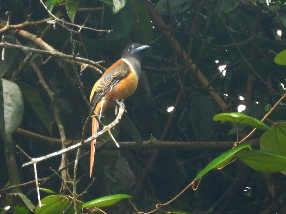 Malabar Trogon - ML641898551