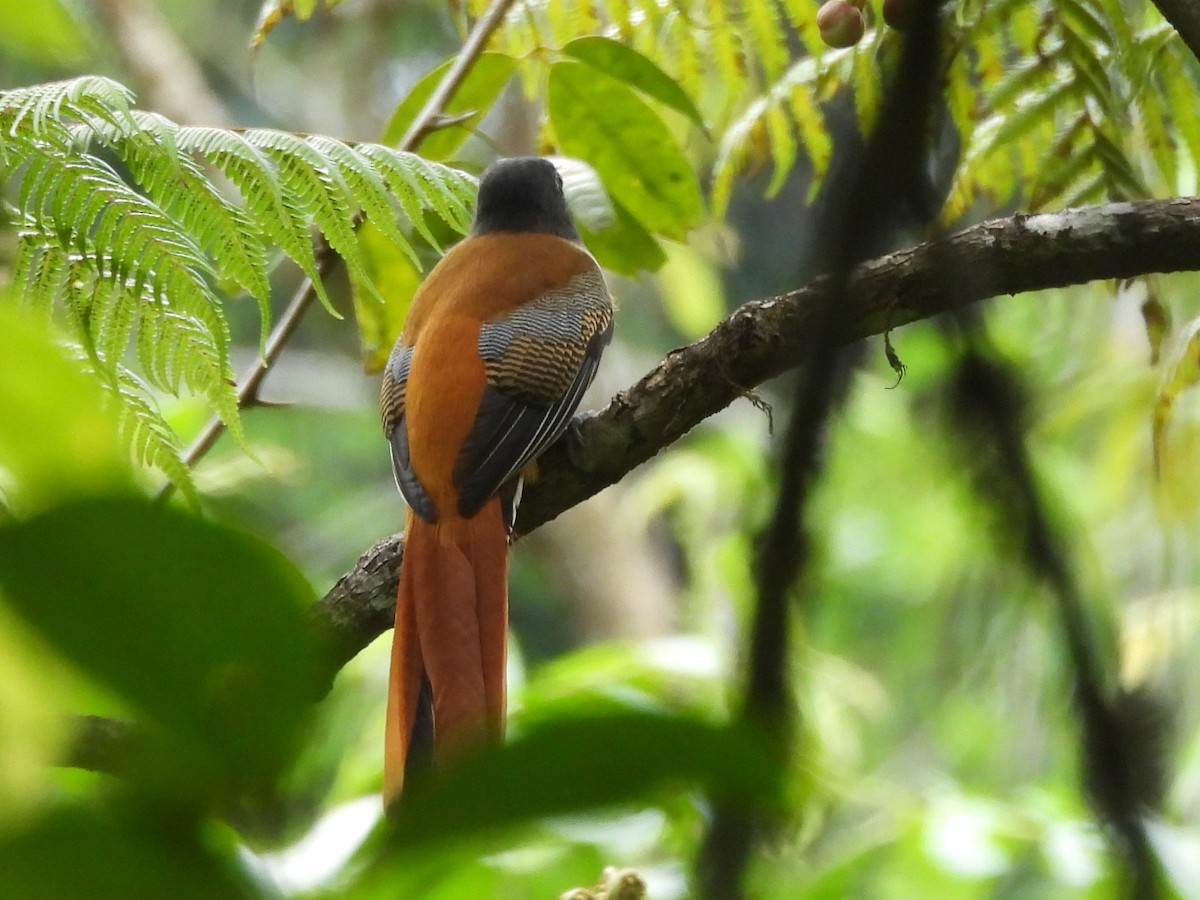 Malabar Trogon - ML641898552