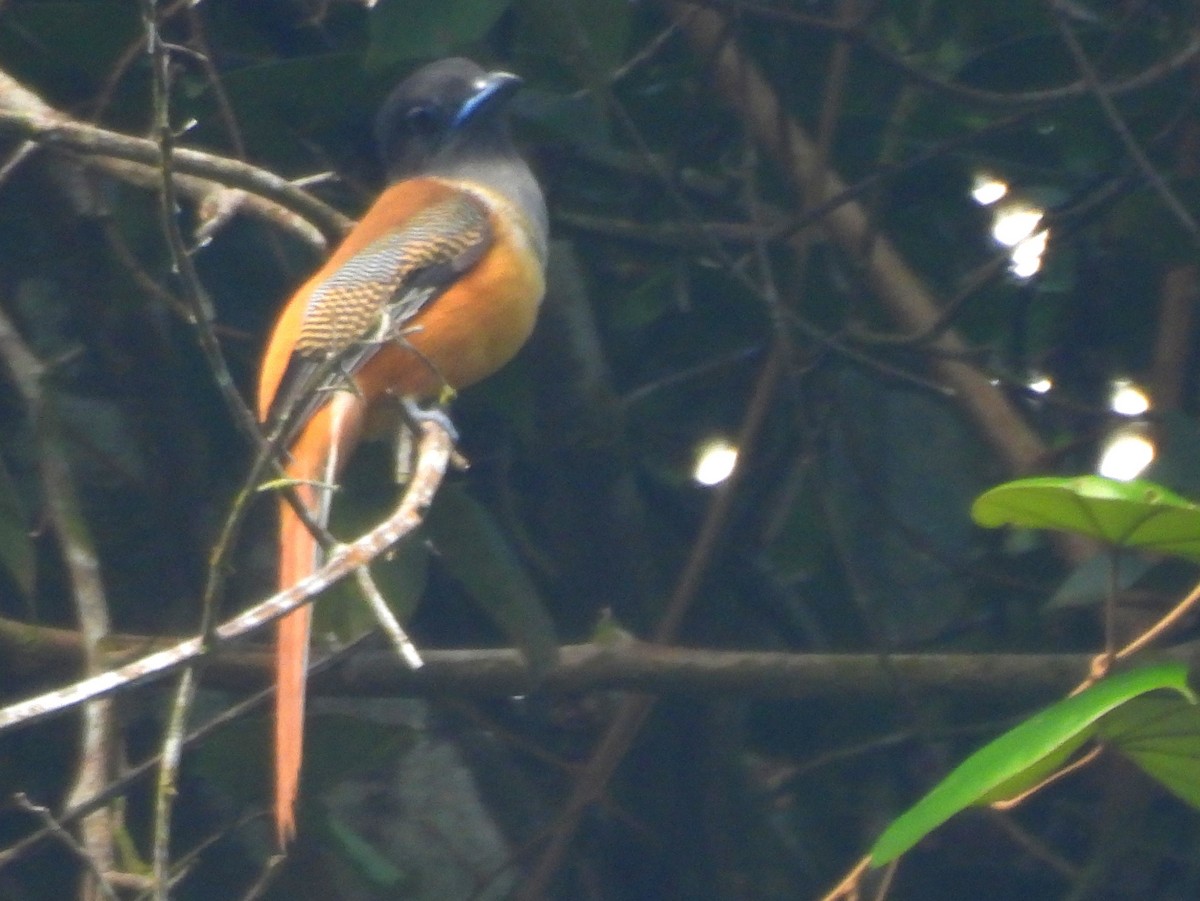 Malabar Trogon - ML641898553