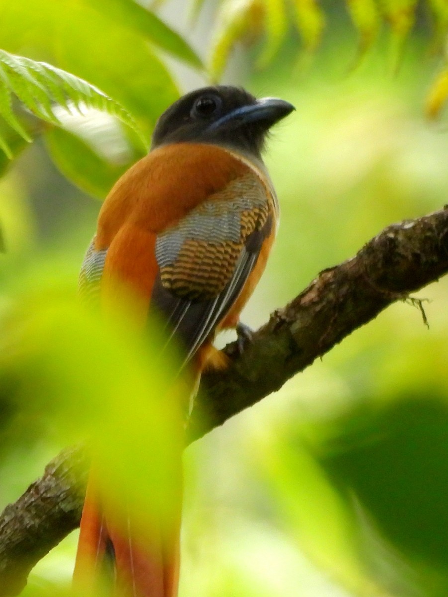 Malabar Trogon - ML641898554