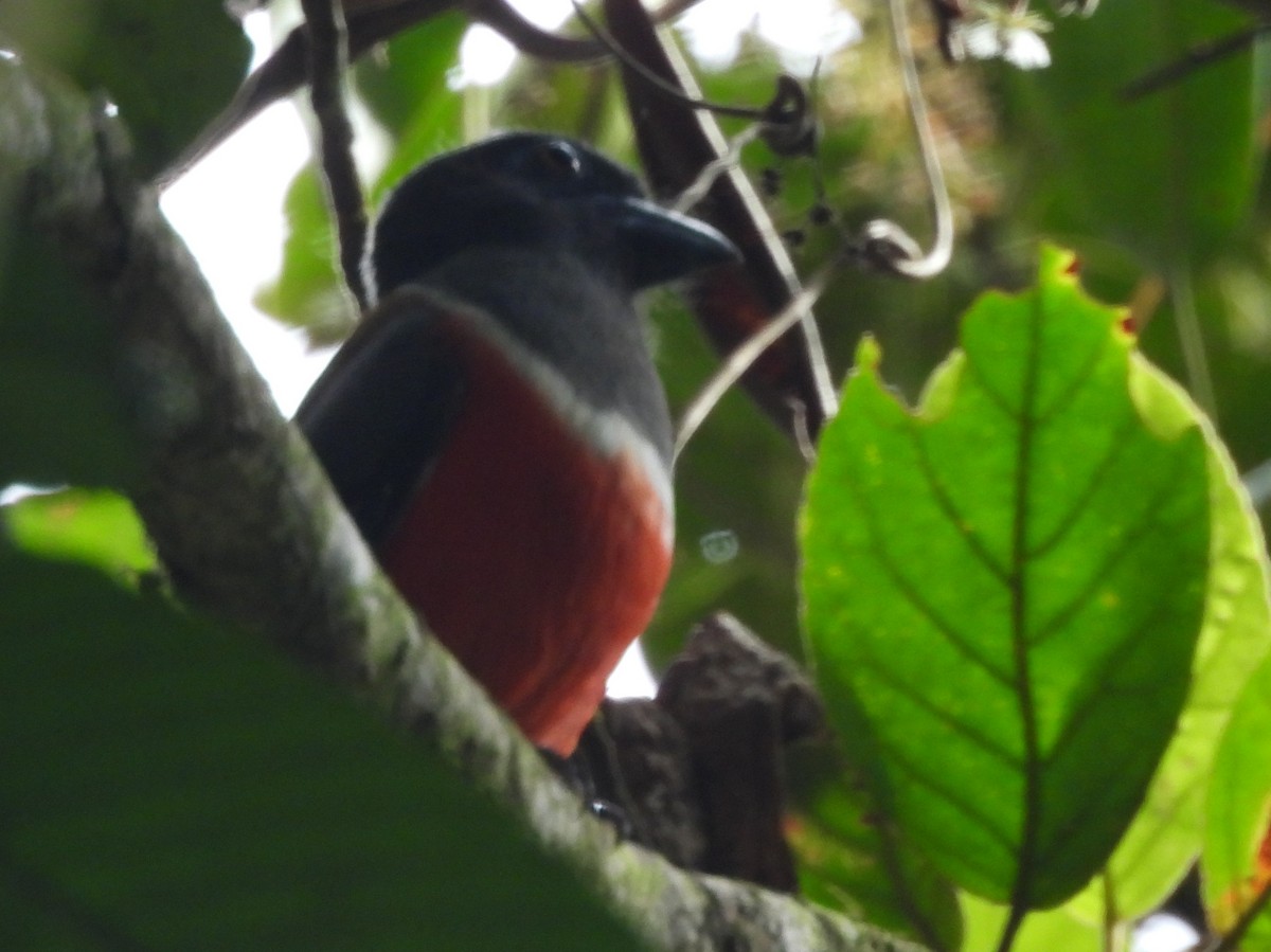 Malabar Trogon - ML641898555