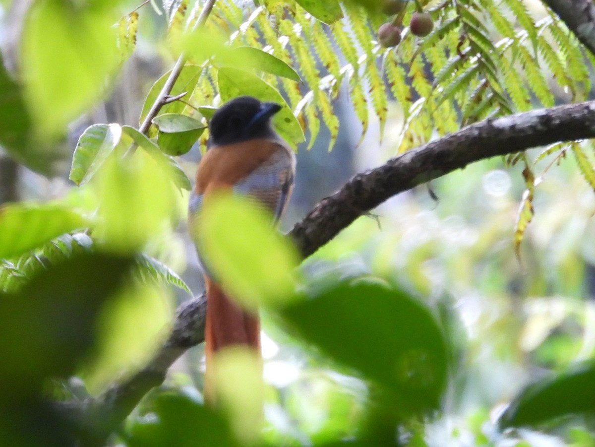 Malabar Trogon - ML641898556