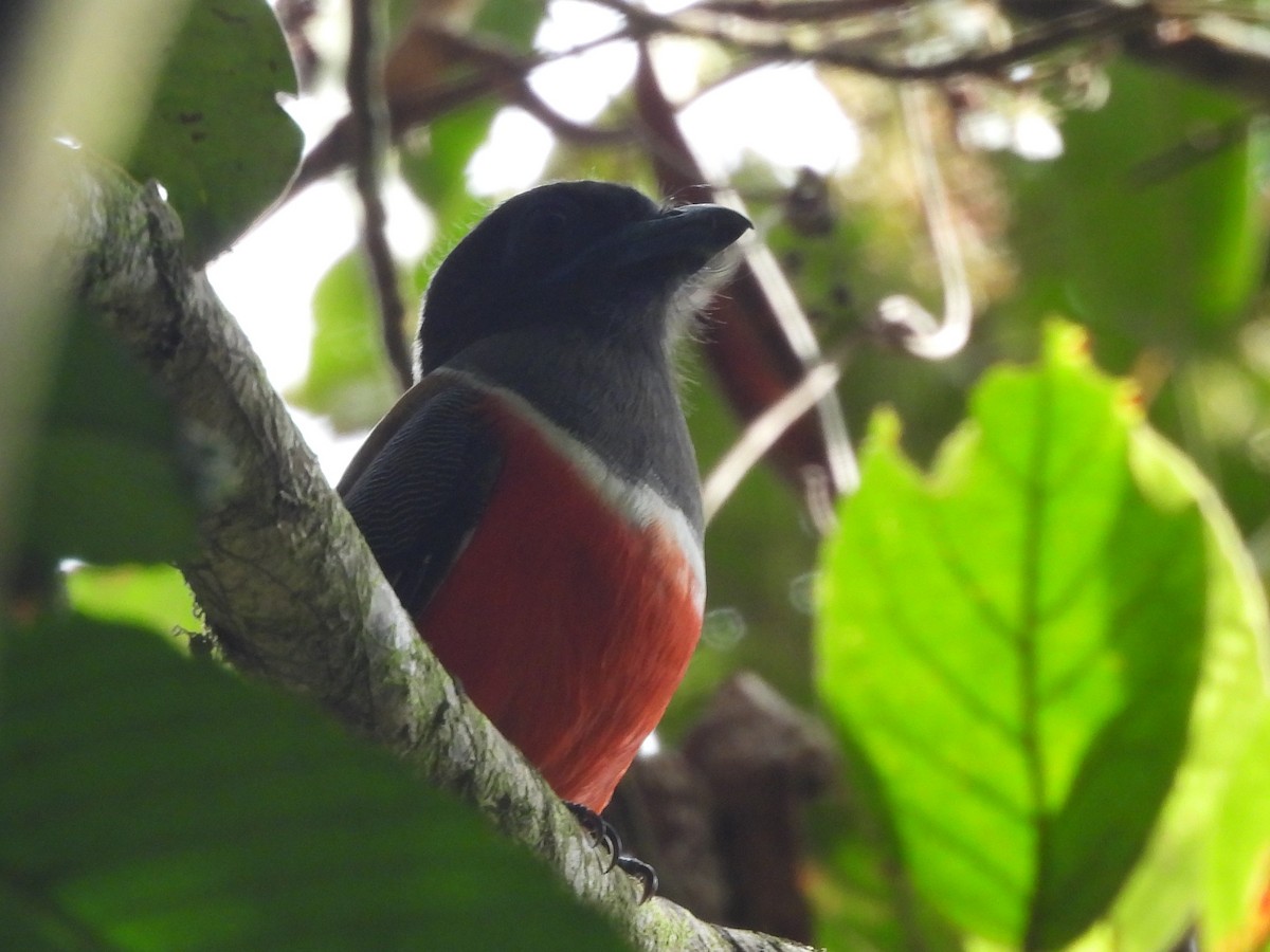 Malabar Trogon - ML641898557