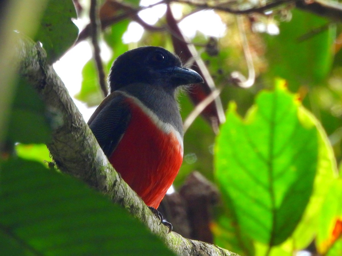 Malabar Trogon - ML641898559