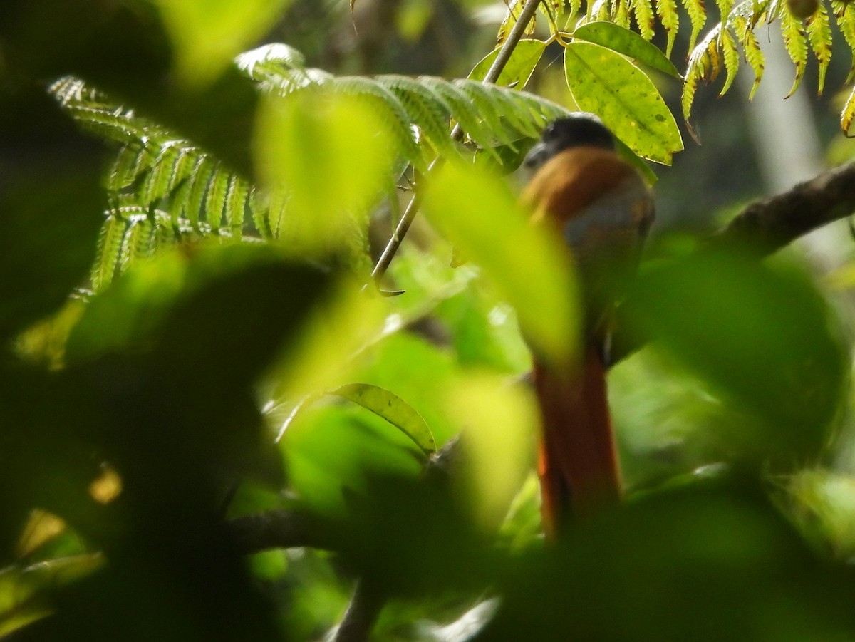 Malabar Trogon - ML641898560