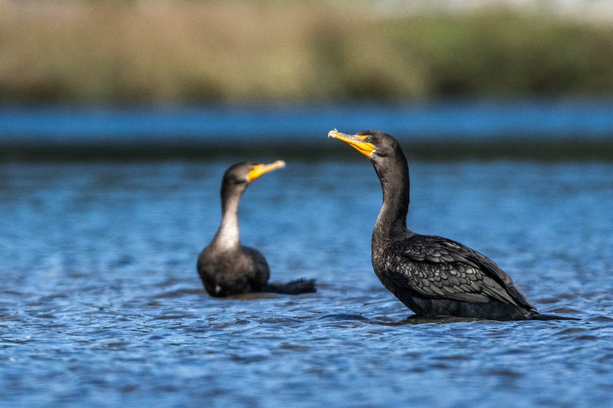 Double-crested Cormorant - ML641898569