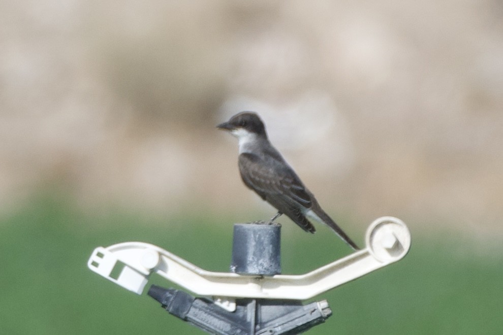 Eastern Kingbird - ML641898590