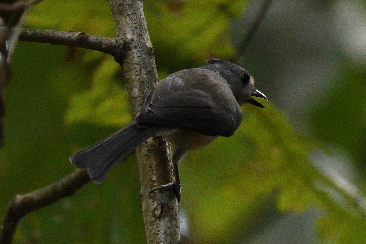 Tufted Titmouse - ML641898591