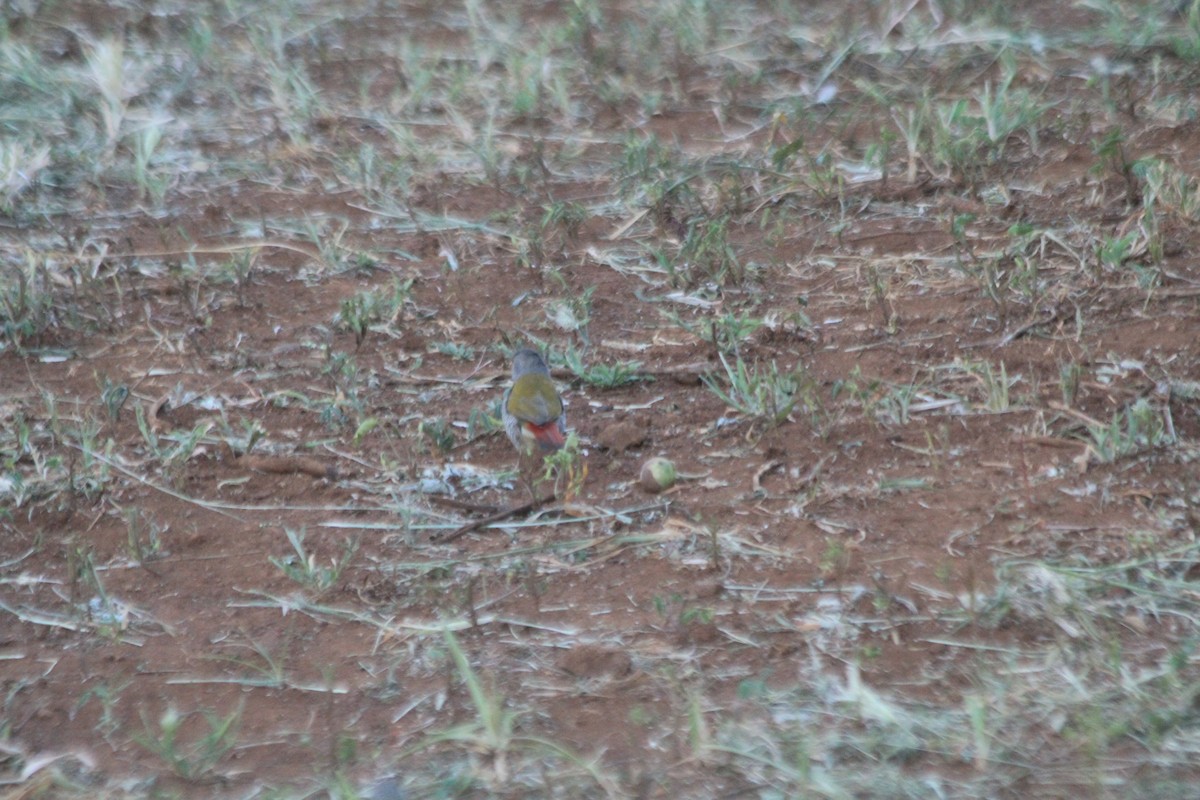 Green-winged Pytilia - ML641898594
