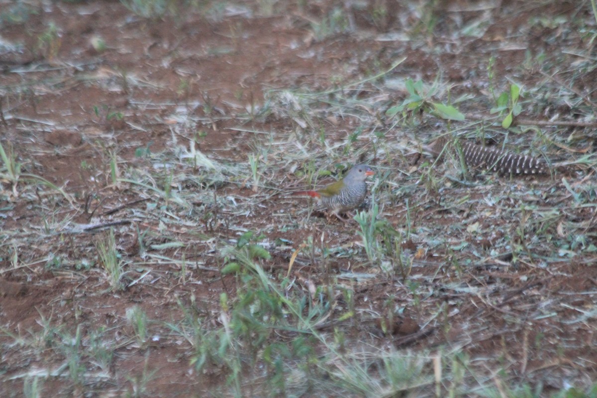 Green-winged Pytilia - ML641898597