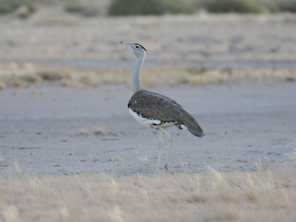 Australian Bustard - ML641898603