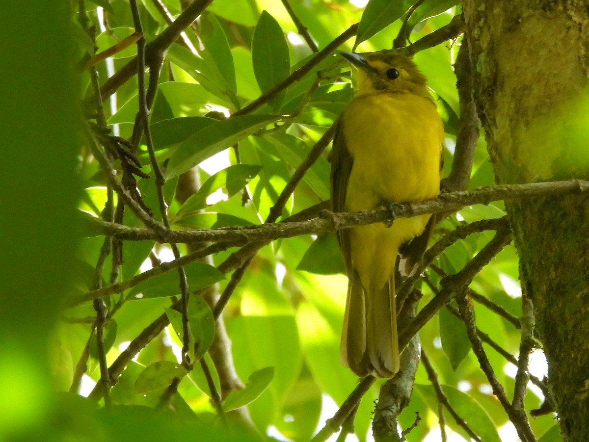 Yellow-browed Bulbul - ML641898605