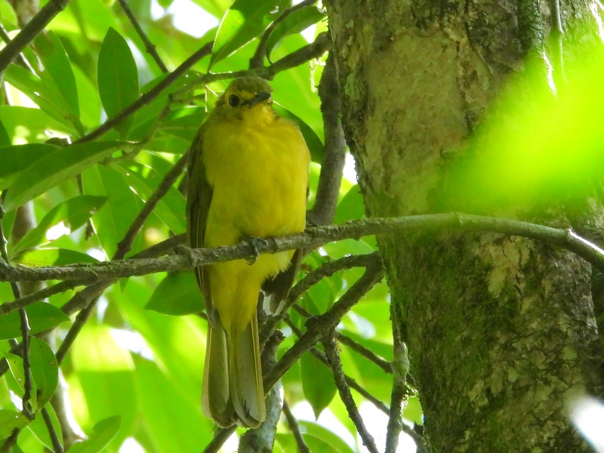Yellow-browed Bulbul - ML641898606