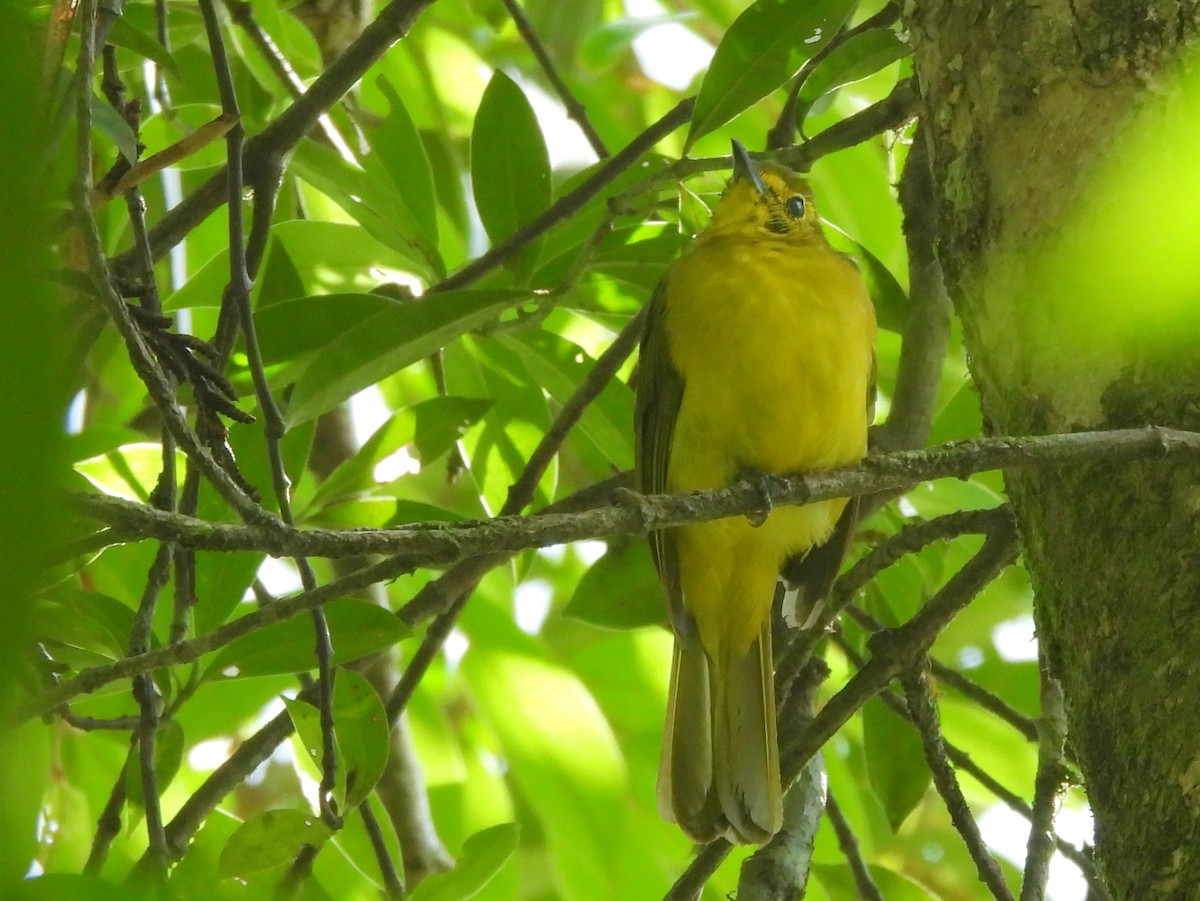Yellow-browed Bulbul - ML641898607