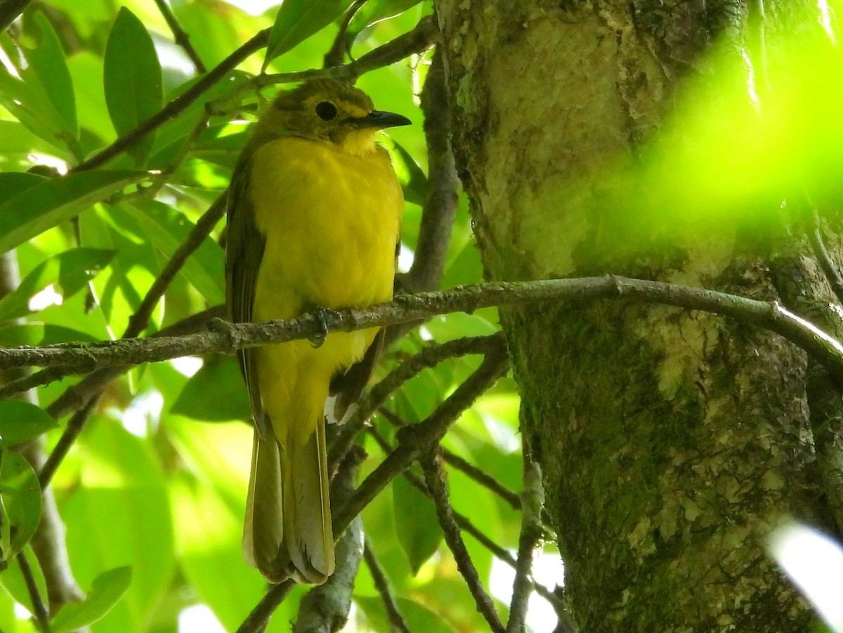 Yellow-browed Bulbul - ML641898608