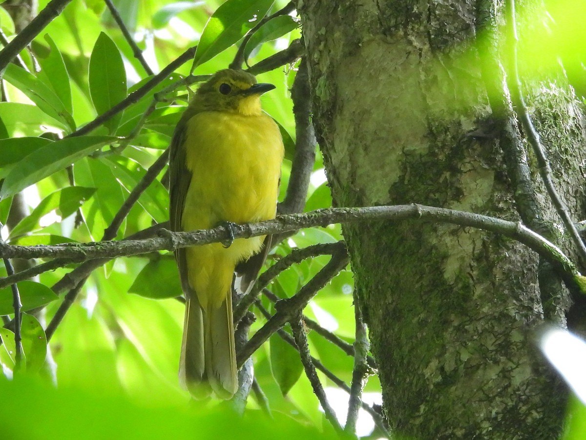 Yellow-browed Bulbul - ML641898610