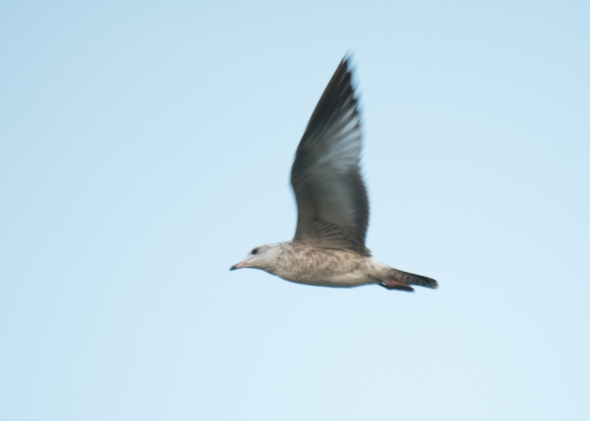 gull sp. - ML641898611