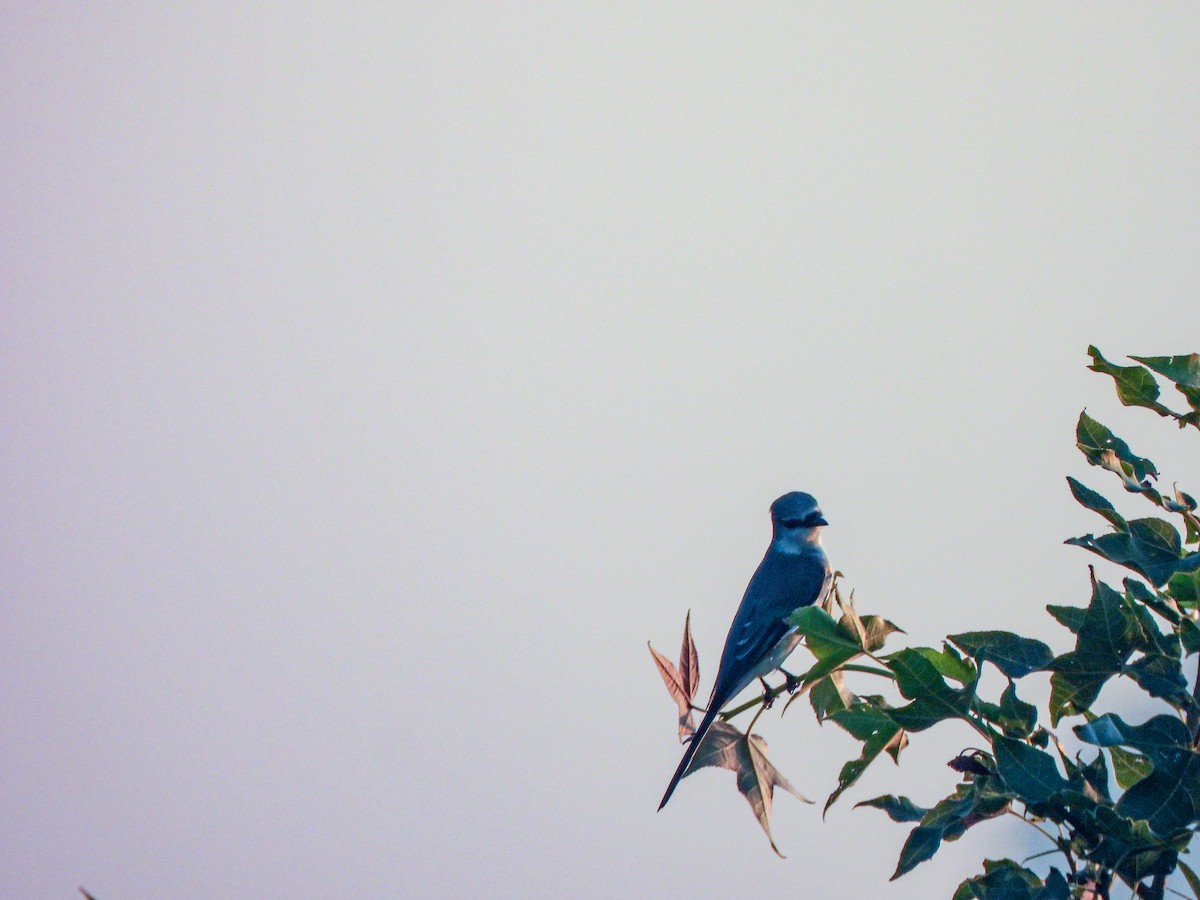 Minivet Ceniciento - ML641898614