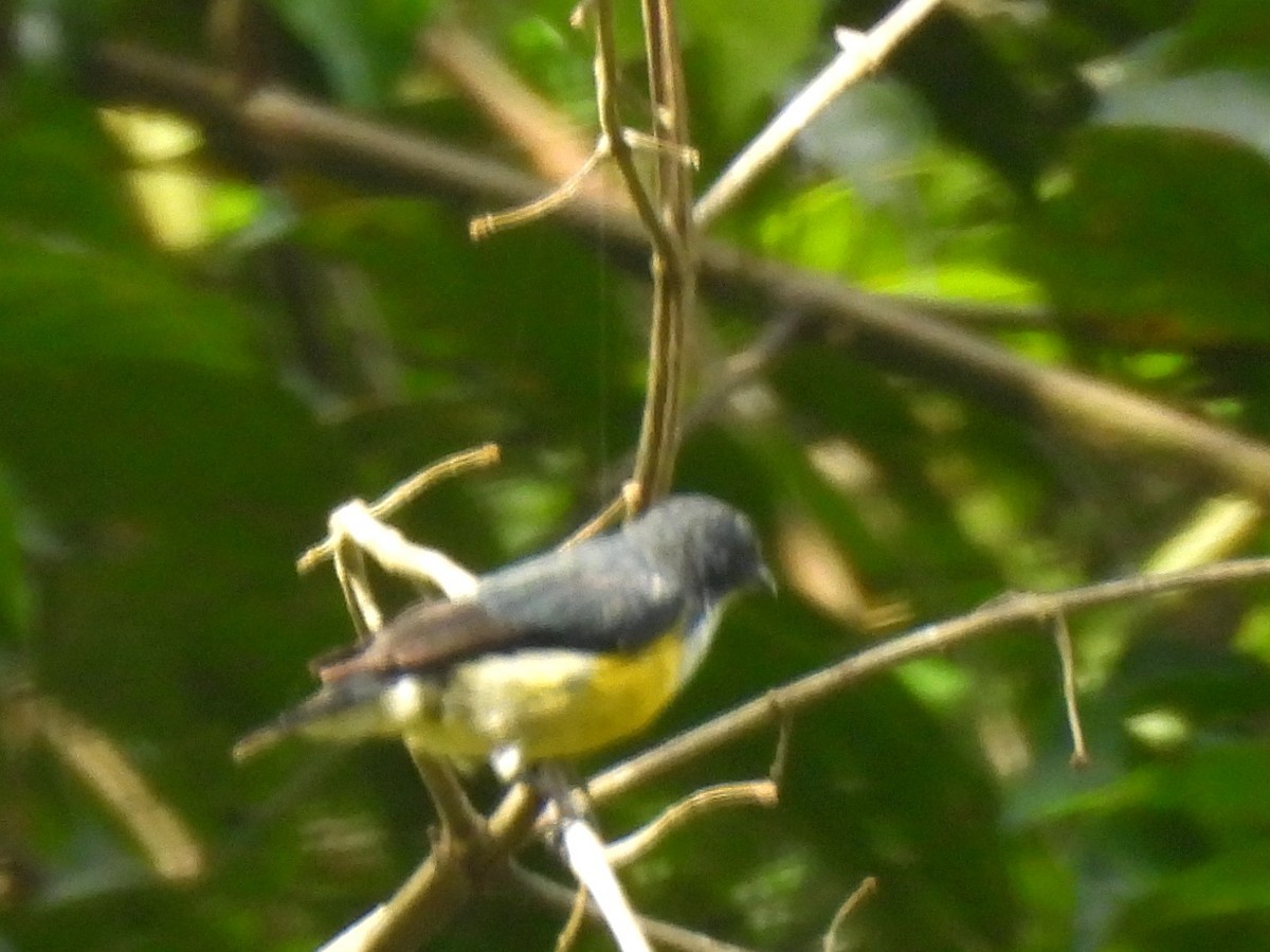White-throated Flowerpecker - ML641898622