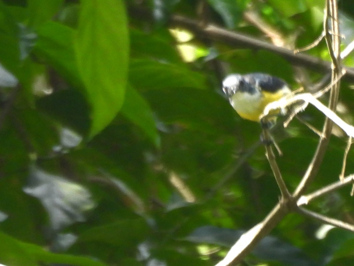 White-throated Flowerpecker - ML641898623