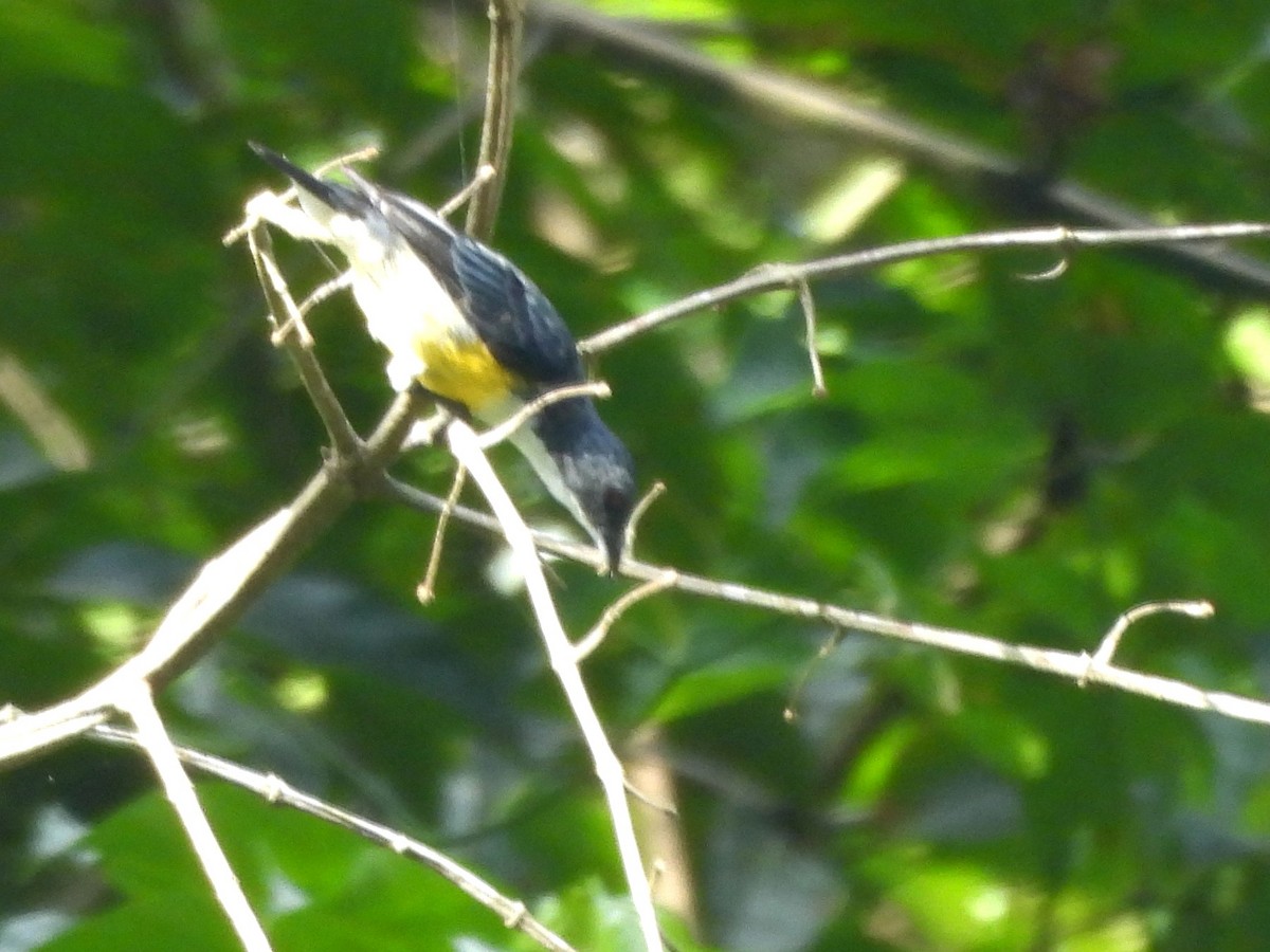 White-throated Flowerpecker - ML641898624