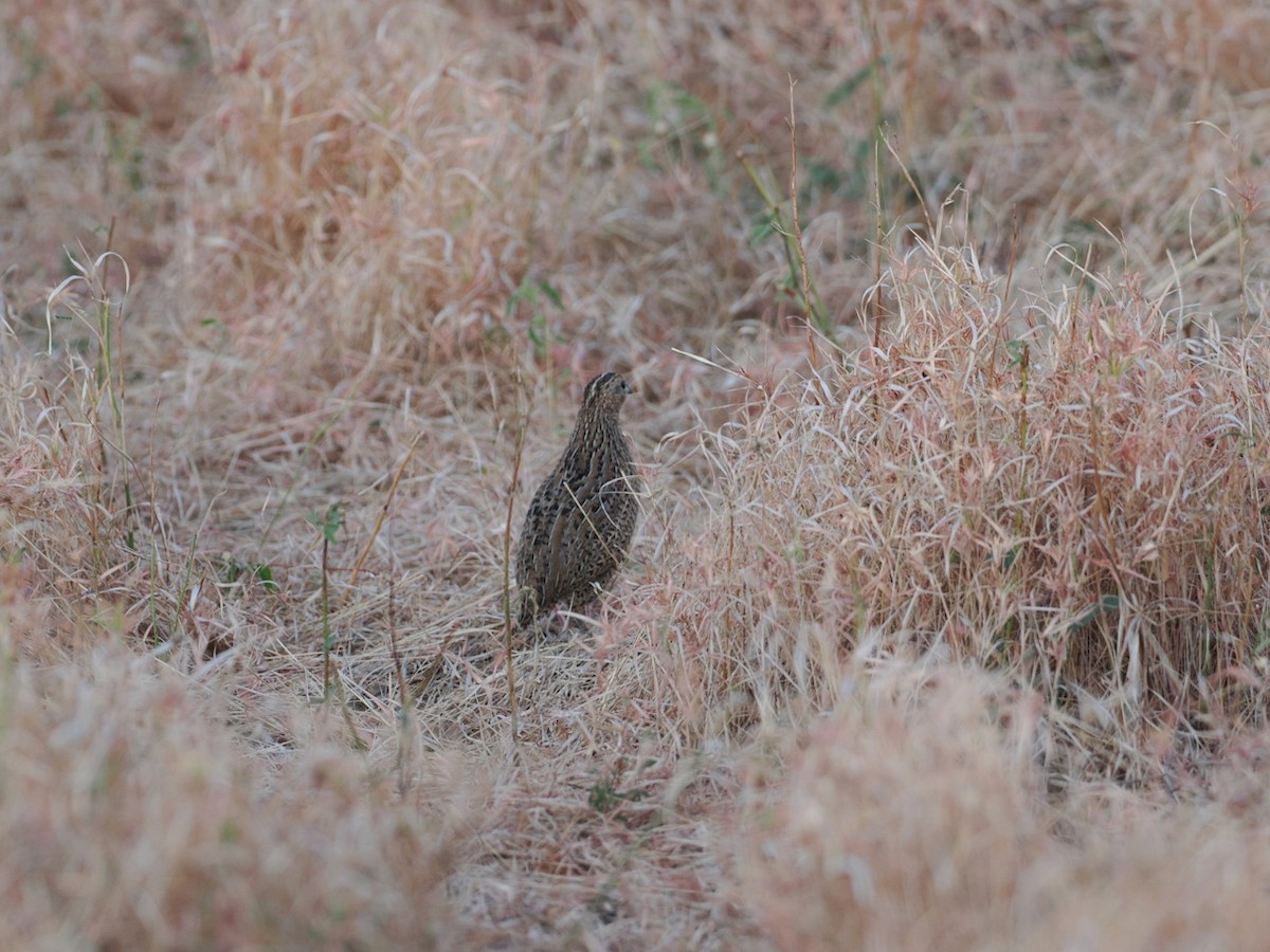 Brown Quail - ML641898626