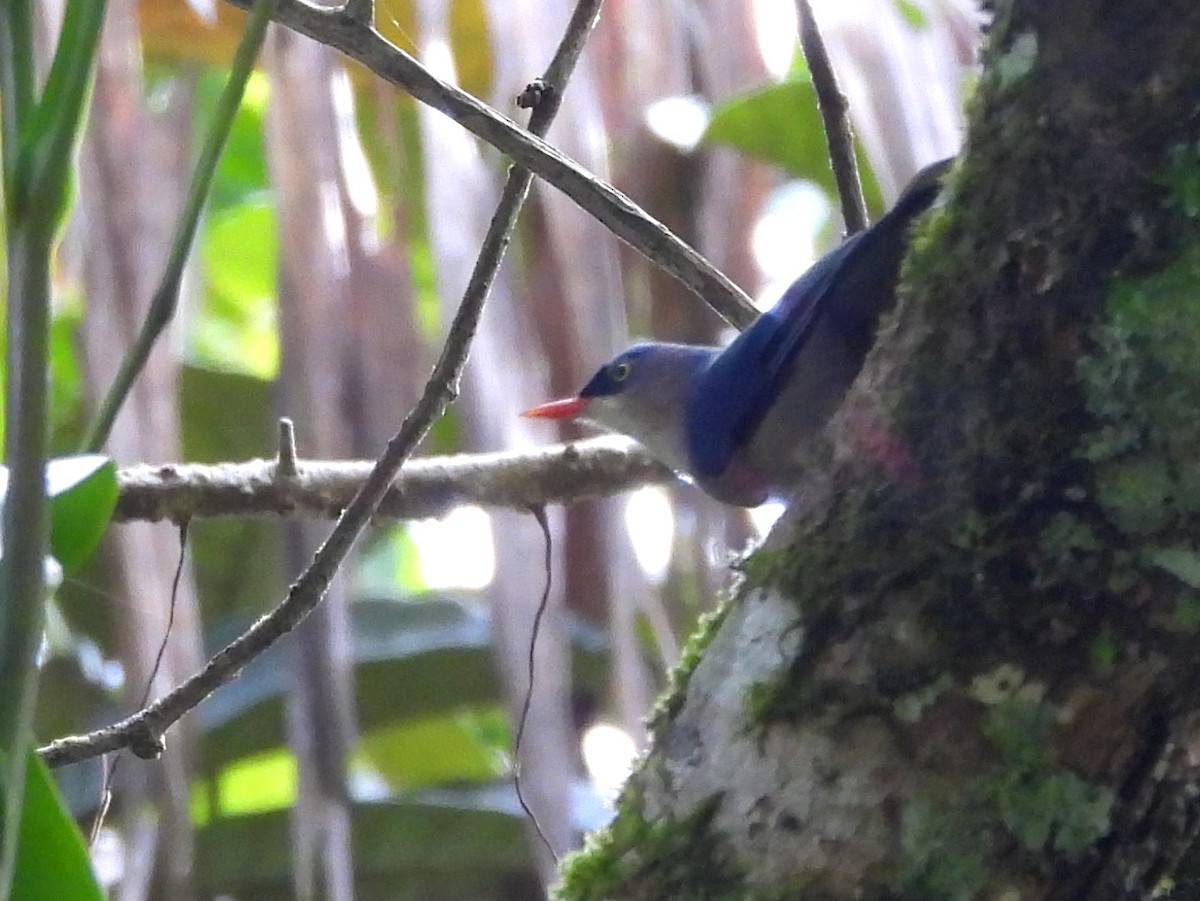 Velvet-fronted Nuthatch - ML641898651