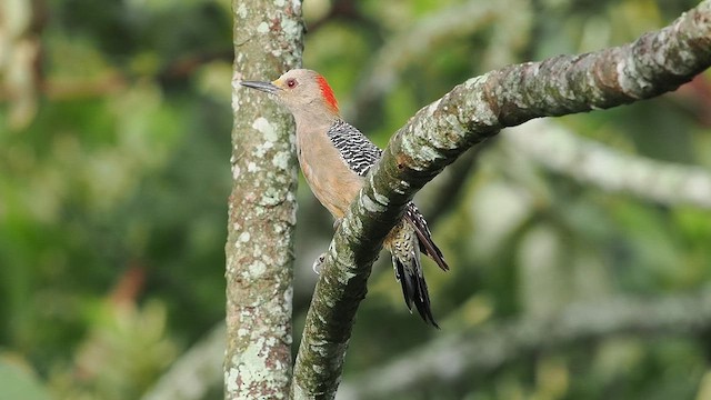 Golden-fronted Woodpecker - ML641898669