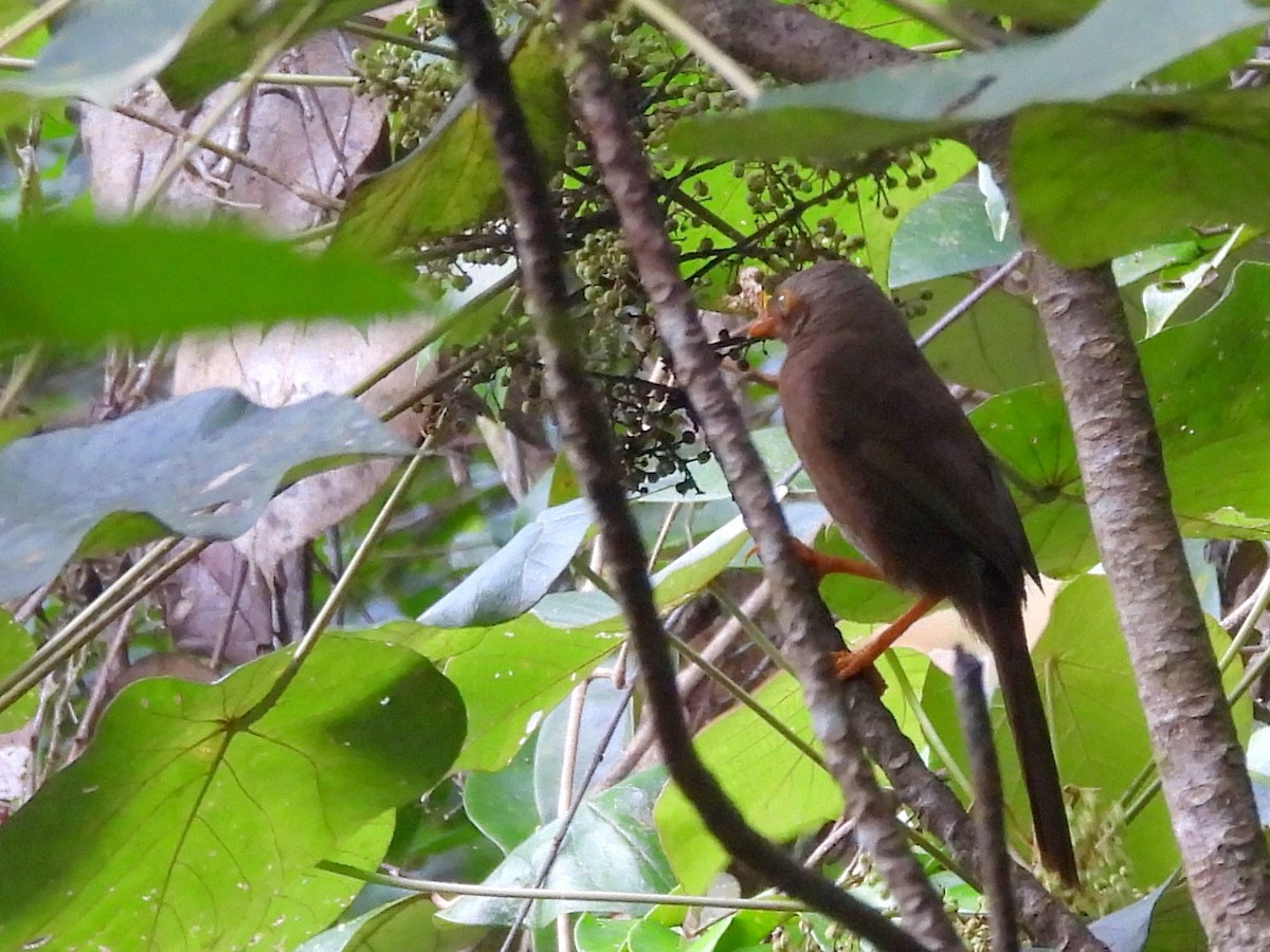 Orange-billed Babbler - ML641898676