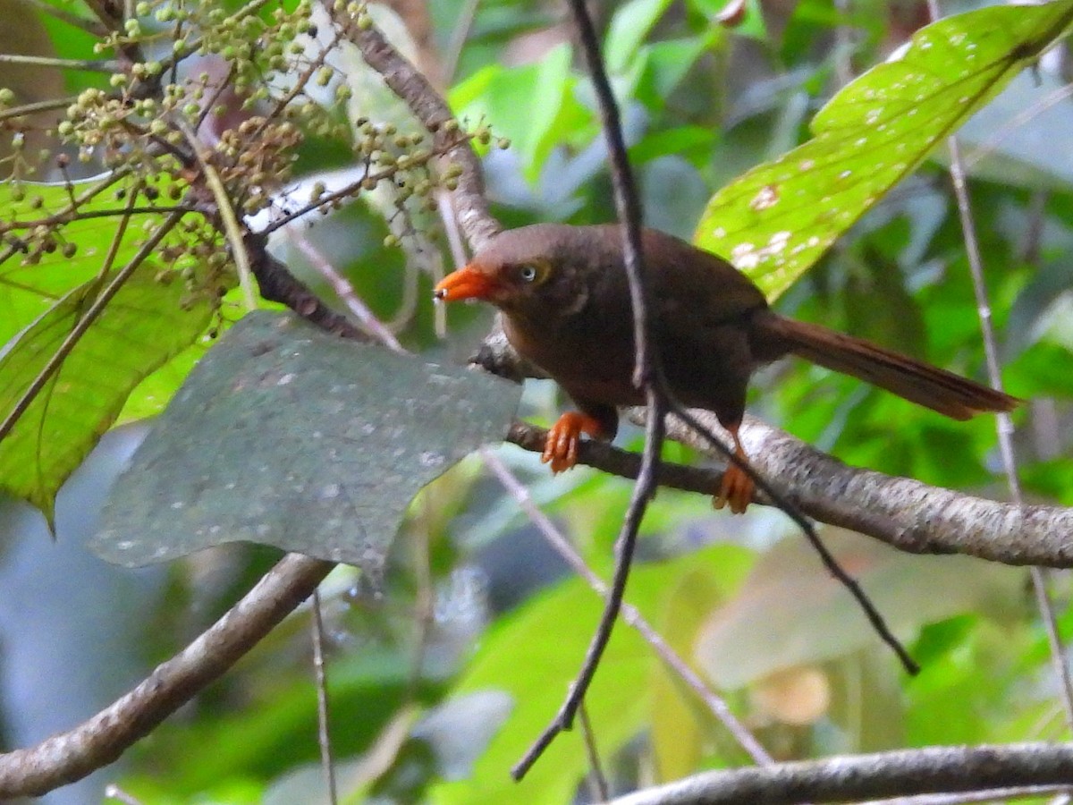 Orange-billed Babbler - ML641898677