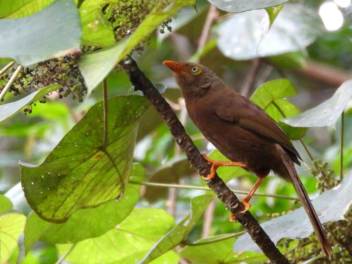 Orange-billed Babbler - ML641898678