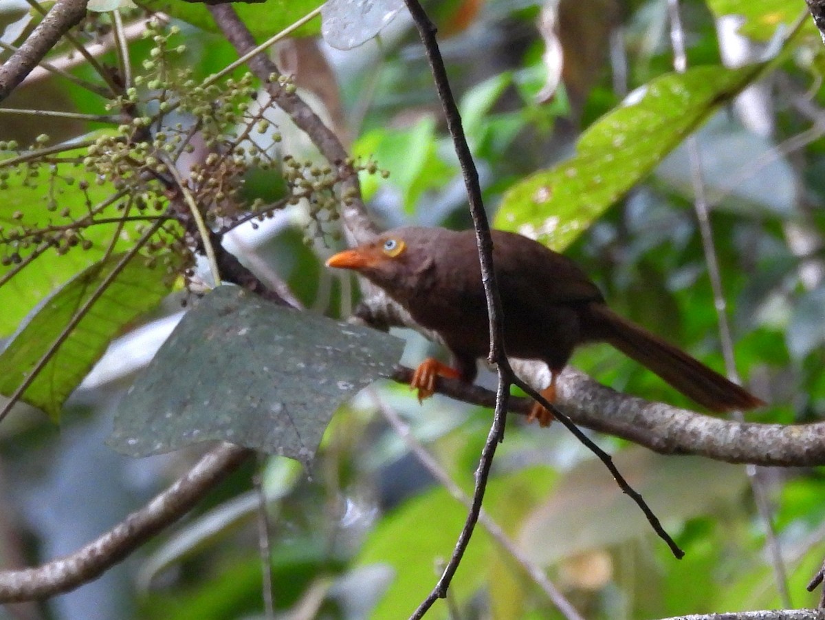 Orange-billed Babbler - ML641898679