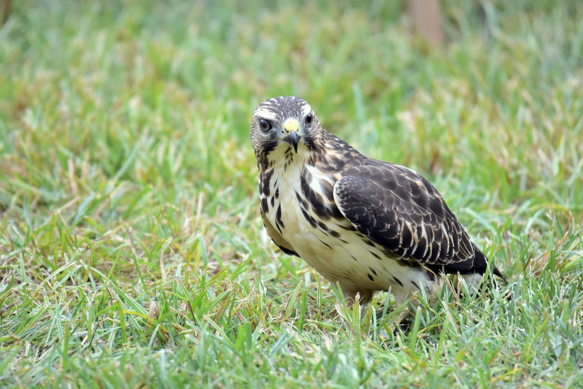 Broad-winged Hawk - ML641898686