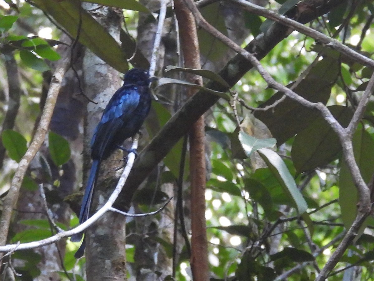 Sri Lanka Drongo - ML641898695