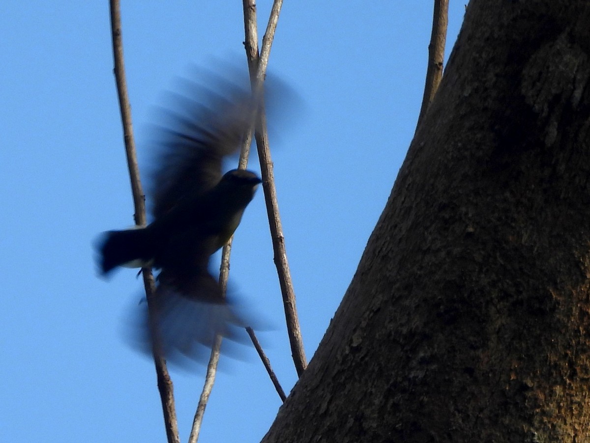 Sri Lanka Drongo - ML641898696